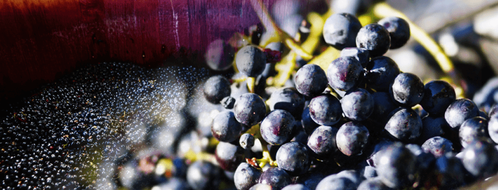 Wine making grapes