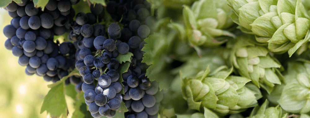 Wine making grapes